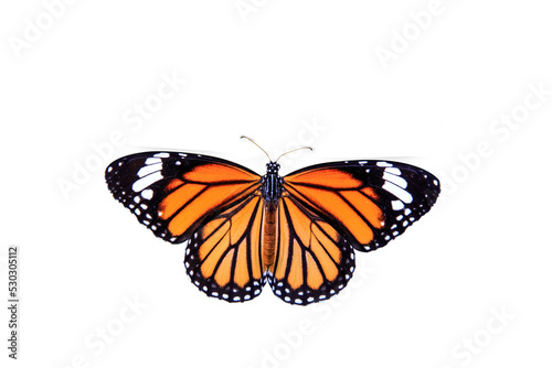Photography butterfly