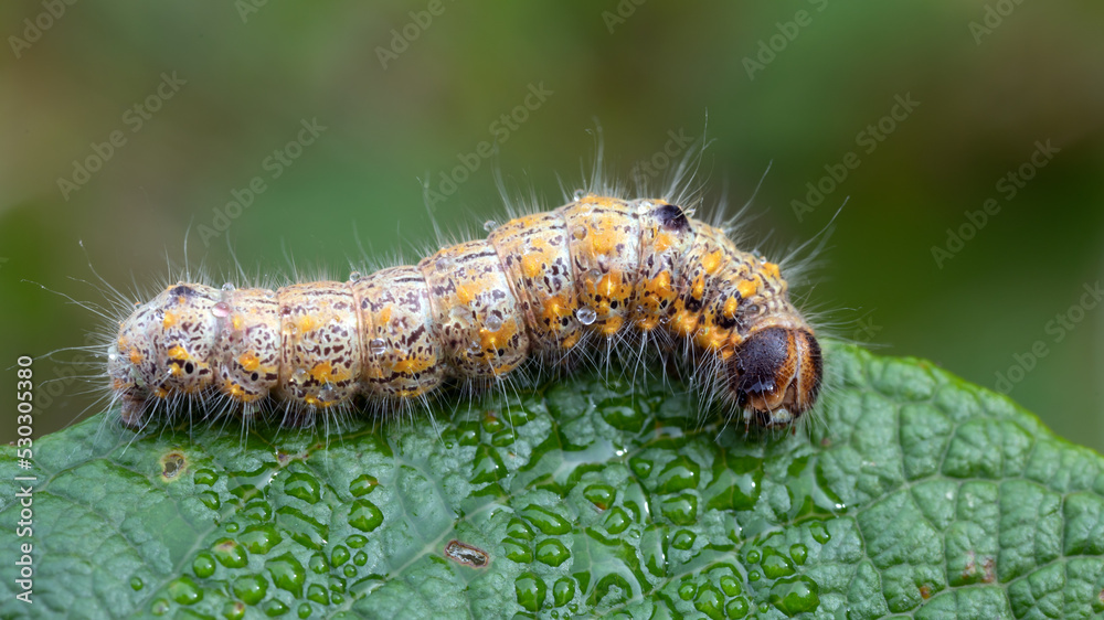 Fototapeta premium Clostera curtula (Linnaeus, 1758) Erpelschwanz-Raufußspinner