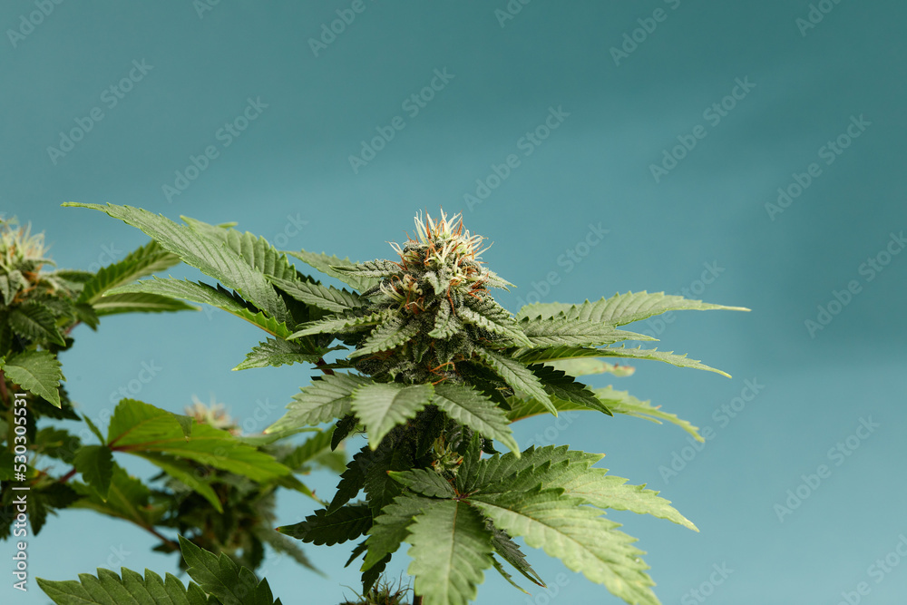 Close-up of a marijuana buds flower isolated on a light blue background. Cannabis can help manage chronic pain, nausea, and vomiting resulting from chemotherapy treatment. Medical and business concept