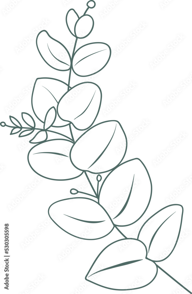 Greenery Eucalyptus vector Greenery Eucalyptus vector