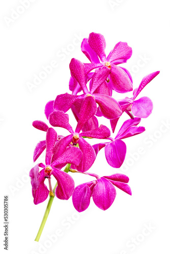 orchid