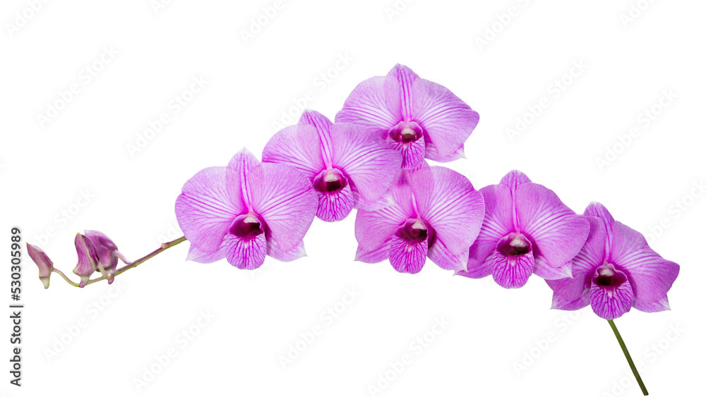 orchid orchid