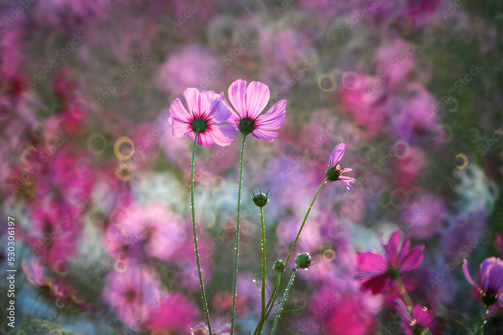 Beautiful Cosmos flowers blooming in the morning Beautiful Cosmos flowers blooming in the morning