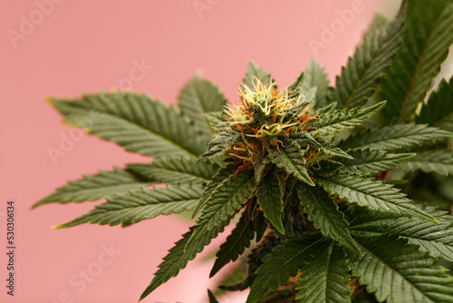 Flowering Medical Marijuana or CBD Cannabis Plant with Buds on Pink Background