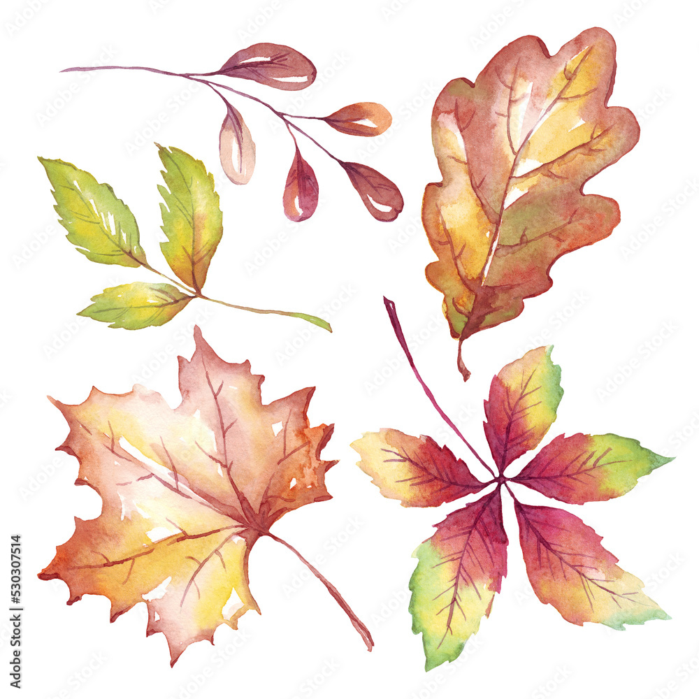 Fall leaf. Watercolor clipart. Hand-painted illustration