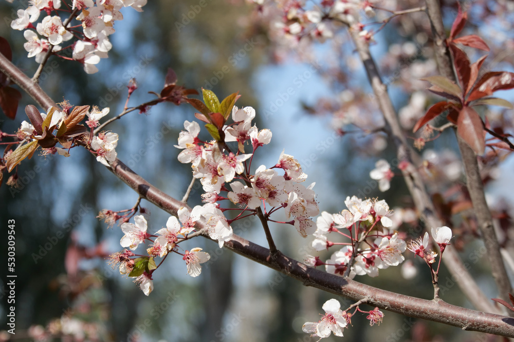 Close up of pink apple blossoms growing from a brown tree branch. Background is intentionally out of focus or blurred Close up of pink apple blossoms growing from a brown tree branch. Background is intentionally out of focus or blurred
