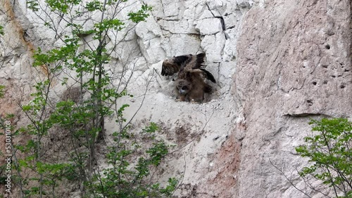 Three young eagle owl (Bubo bubo) in the quarry stretch and eat - 4 clips - Canon R6 with RF 100-500mm [4K50p]