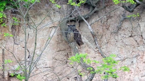 Eagle owl (Bubo bubo) sits in the quarry and stretches - 2 clips - Canon R6 with RF 100-500mm [4K50p]