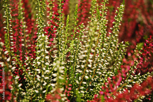 Multicolored heather flowers bloom in a flower pot. Green, pink, purple and white. Calluna vulgaris.