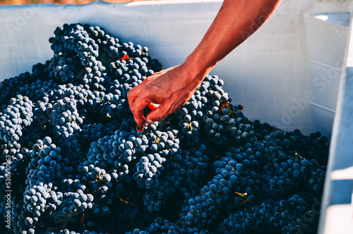 Fotografie bunch of grapes in box