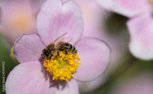 Close up of a small honey bee sitting on a pink autumn anemone looking for pollen.