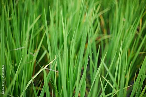Green rice seedlings leaf