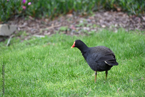 Dusky moorhen  gallinula tenebrosa  standing in a grassy area  near a garden bed  with its head turned to the left