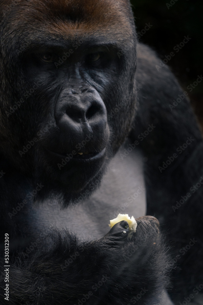 Obraz premium Gorilla close up