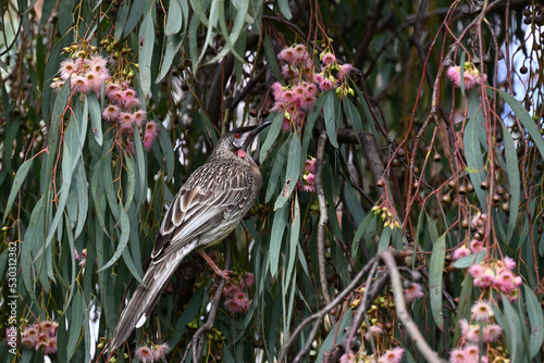 Red wattlebird high up in a flowering gum tree, reaching towards a nectar-filled flower with its beak
