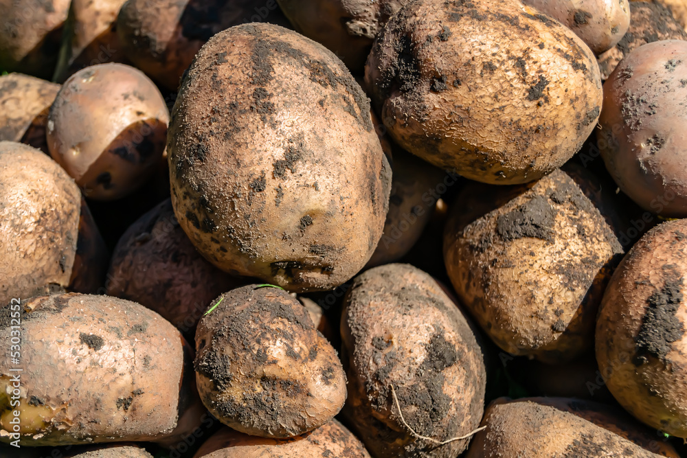 Photography on theme beautiful potato plant with natural dark ground Photography on theme beautiful potato plant with natural dark ground