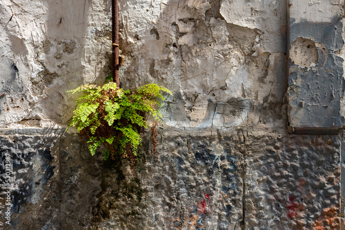 Fresh green fern plant growing on the facade of an old house in city centre of Naples Italy. Humidity from leaky and rusty water pipe feeding the vegetation. Still life with contrasting sunlight.