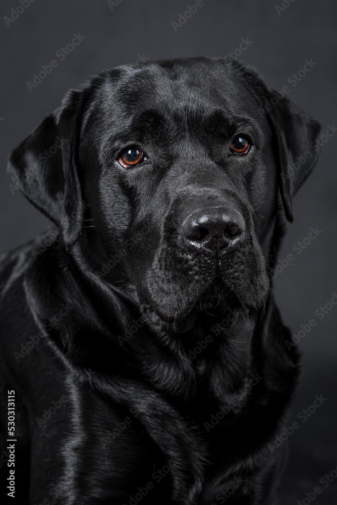 portrait of the black labrador retriever dog portrait of the black labrador retriever dog