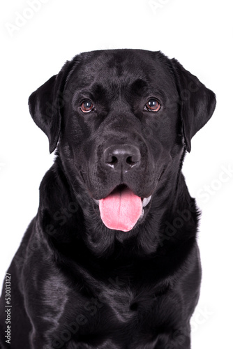 portrait of the black labrador retriever dog