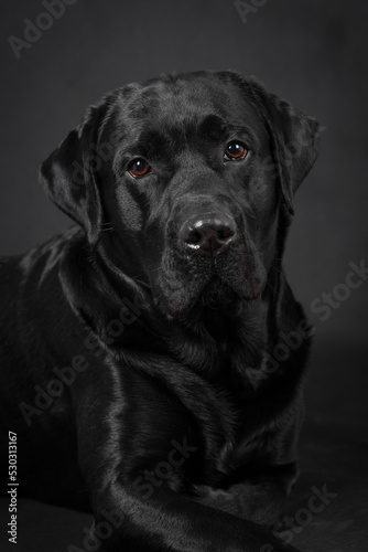 portrait of the black labrador retriever dog © angloma