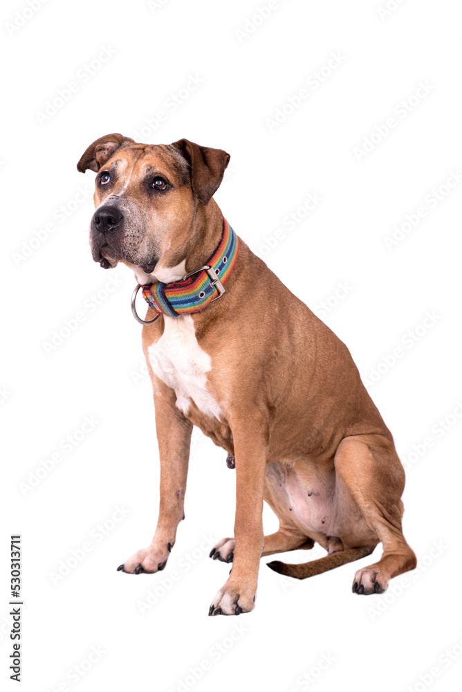 the portrait of very old American Staffordshire Terrier Dog - AmStaff, American Staffy