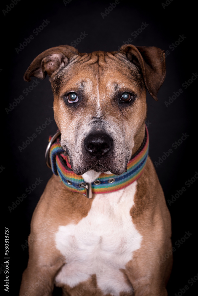 the portrait of very old American Staffordshire Terrier Dog - AmStaff, American Staffy