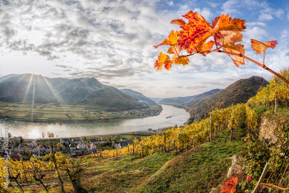 Colorful vineyards in Wachau valley against Spitz village with Danube river in Austria, UNESCO