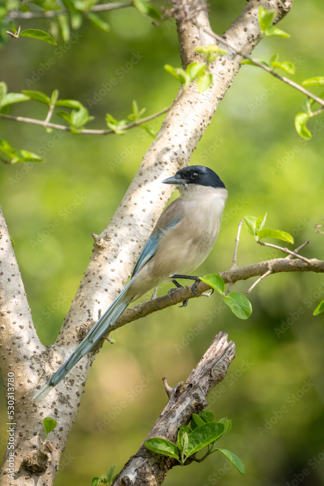 Obraz premium Close-up of a sitting, beautiful azure winged magpie