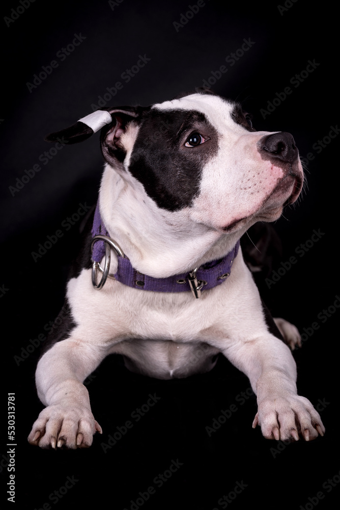 the portrait of  American Staffordshire Terrier Puppy Dog - AmStaff, American Staffy