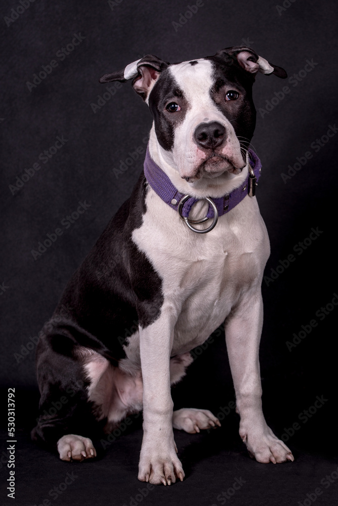 the portrait of  American Staffordshire Terrier Puppy Dog - AmStaff, American Staffy