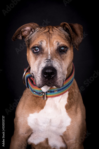 the portrait of very old American Staffordshire Terrier Dog - AmStaff  American Staffy