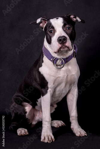 the portrait of American Staffordshire Terrier Puppy Dog - AmStaff, American Staffy