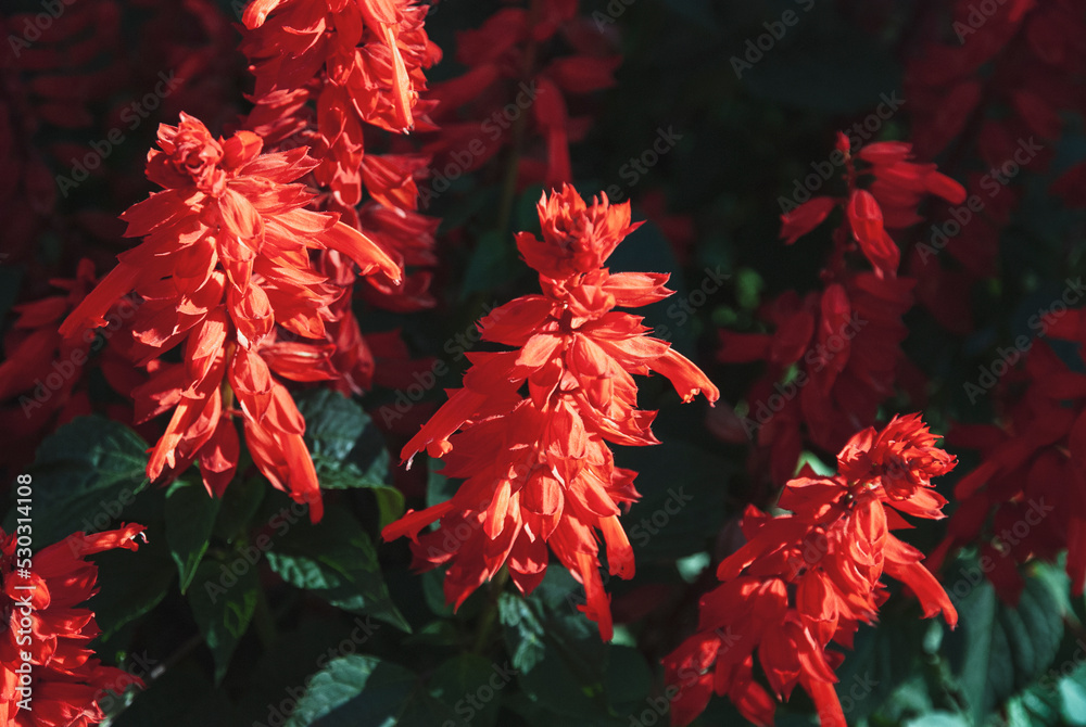 Salvia splendens Vista Red blooming in the garden, Scarlet sage closeup Salvia splendens Vista Red blooming in the garden, Scarlet sage closeup