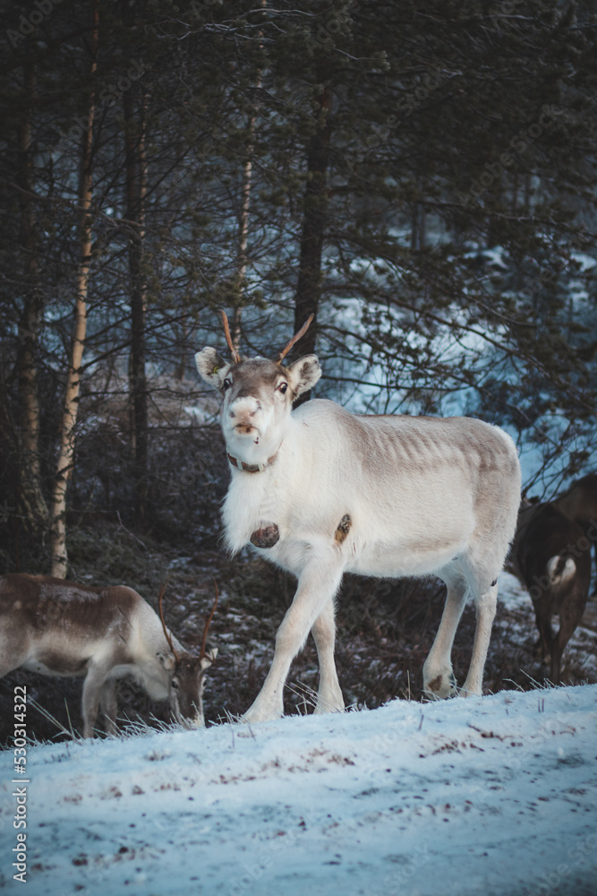 Majestic reindeer, Rangifer tarandus, standing in its natural habitat and looking into the camera during the freezing winter near Rovaniemi, Lapland region, Finland. Wild reindeer along a route Majestic reindeer, Rangifer tarandus, standing in its natural habitat and looking into the camera during the freezing winter near Rovaniemi, Lapland region, Finland. Wild reindeer along a route