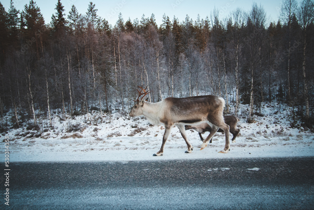 Majestic reindeer, Rangifer tarandus, standing in its natural habitat and looking into the camera during the freezing winter near Rovaniemi, Lapland region, Finland. Wild reindeer along a route Majestic reindeer, Rangifer tarandus, standing in its natural habitat and looking into the camera during the freezing winter near Rovaniemi, Lapland region, Finland. Wild reindeer along a route