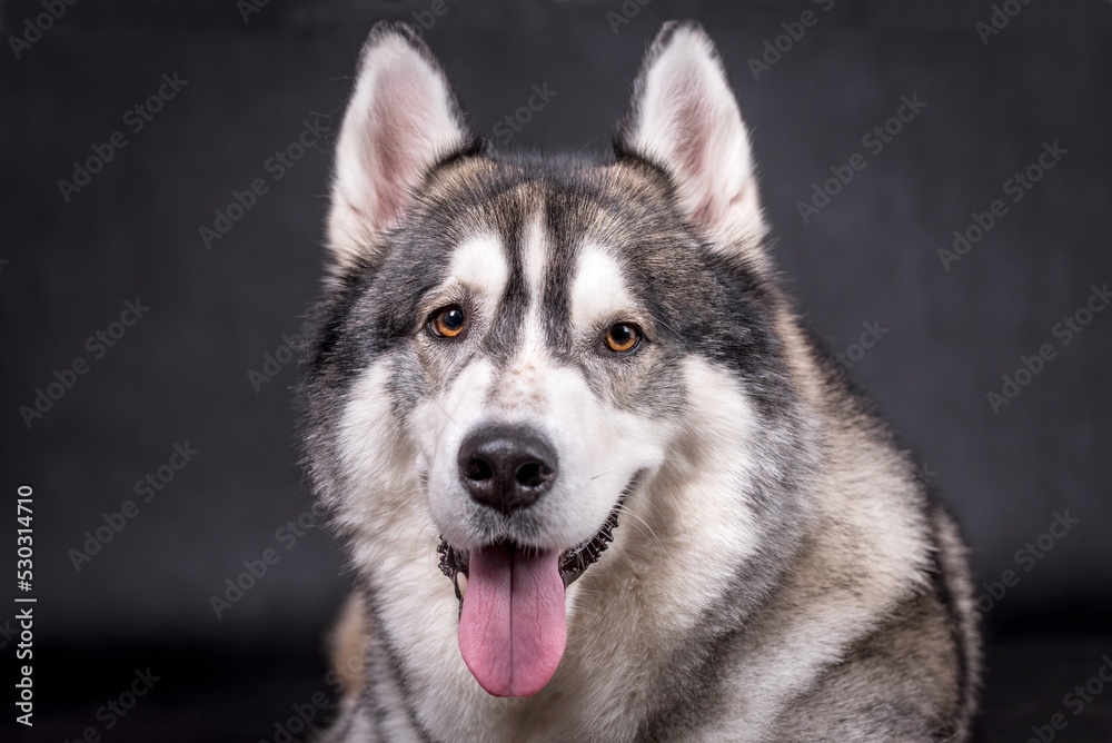 portrait of The Alaskan Malamute Dog