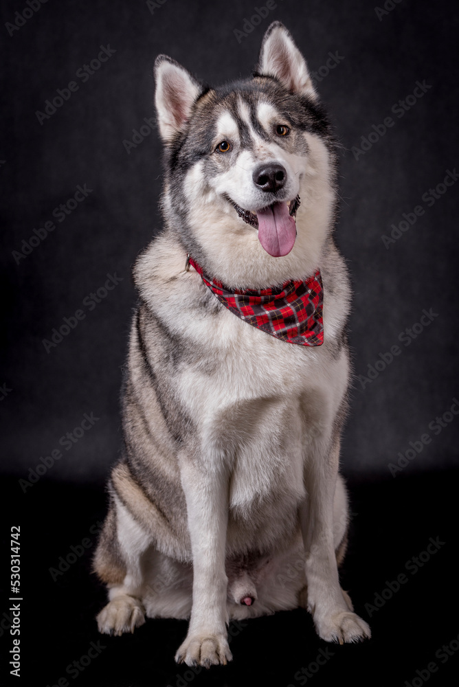 Fototapeta premium portrait of The Alaskan Malamute Dog