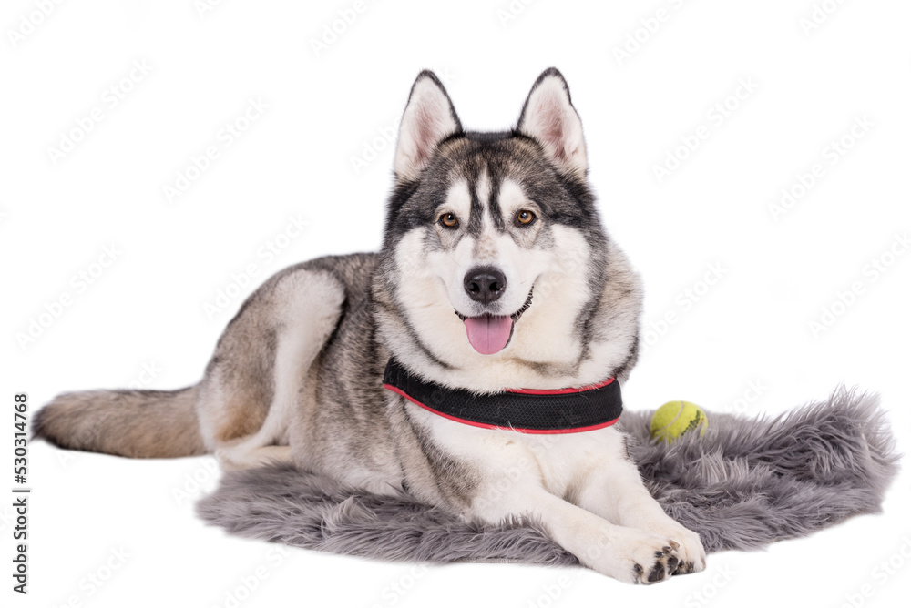 portrait of The Alaskan Malamute Dog