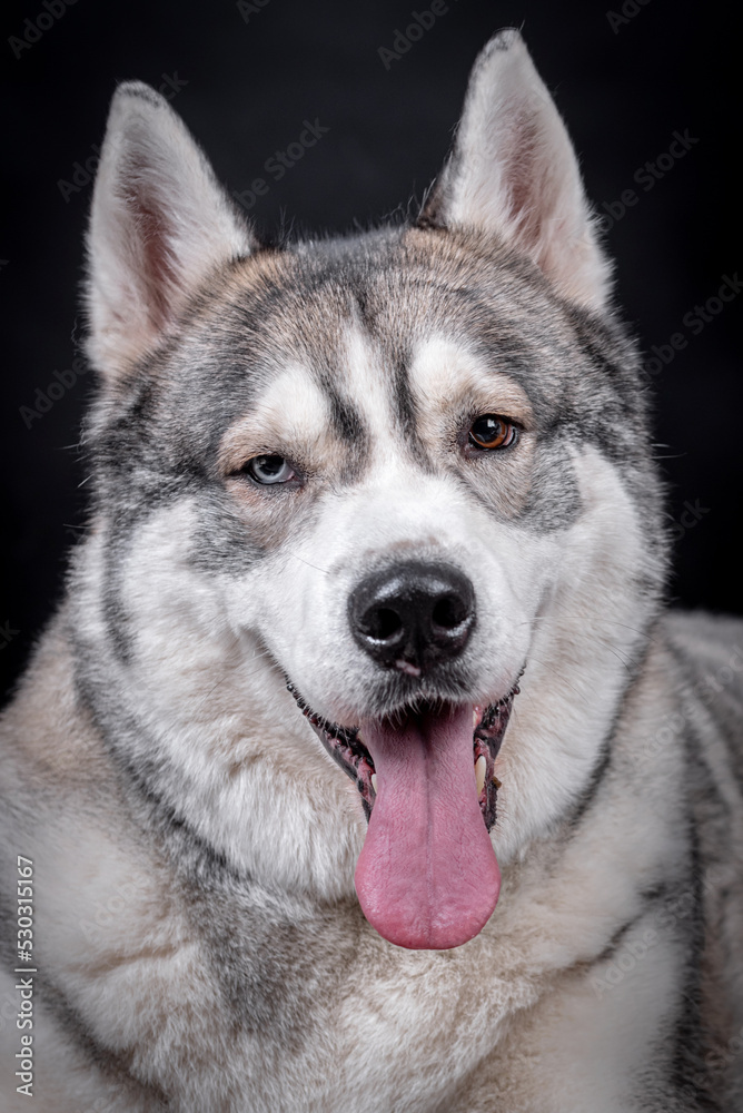 portrait of The Alaskan Malamute Dog