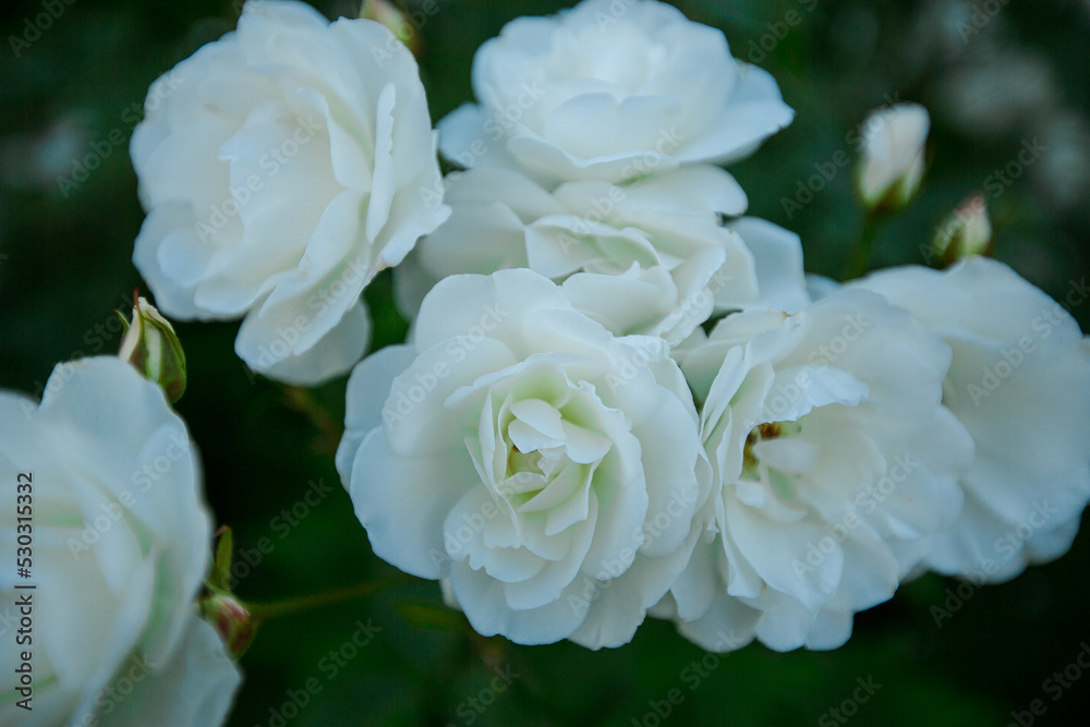 Fototapeta premium blooming flowers on a warm summer day