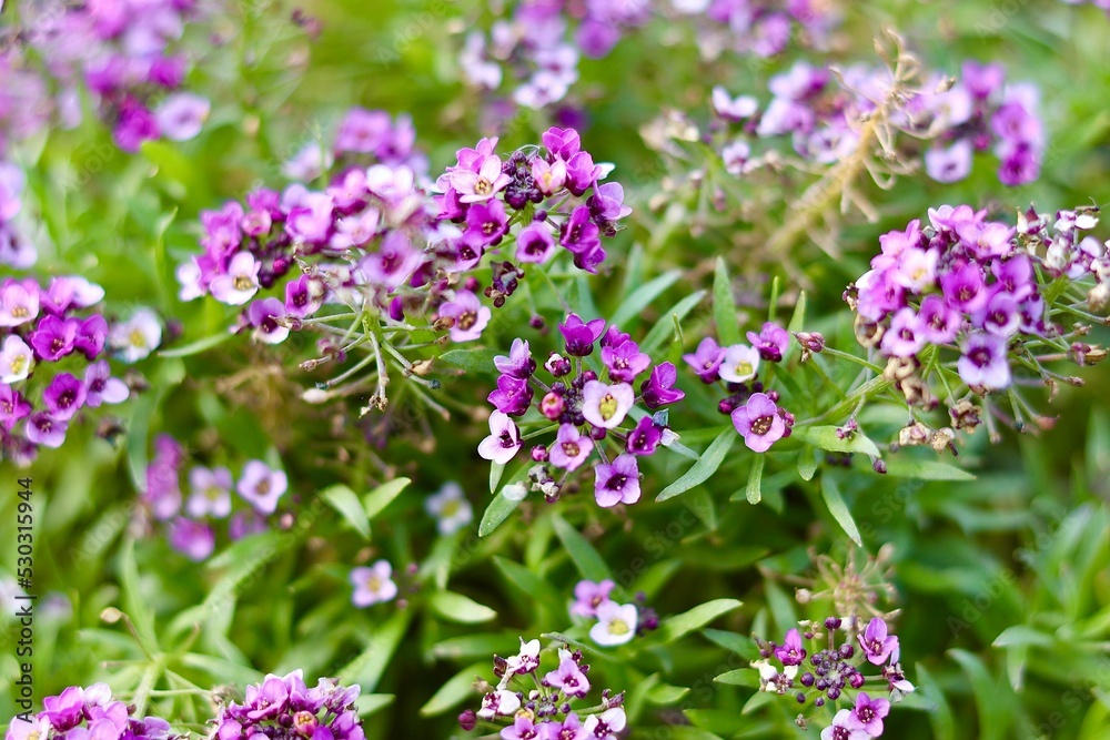 flowers in a field