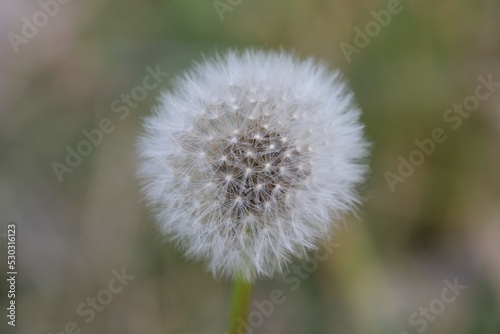 Close up of a dandelion with all it s seeds in tact  background is intentionally out of focus or blurred