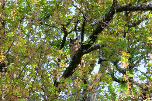 South American great horned owl, bubo virginianus nacurutu perched in tree between leaves. Location: El Palmar National Park, Argentina © Fearless on 4 Wheels