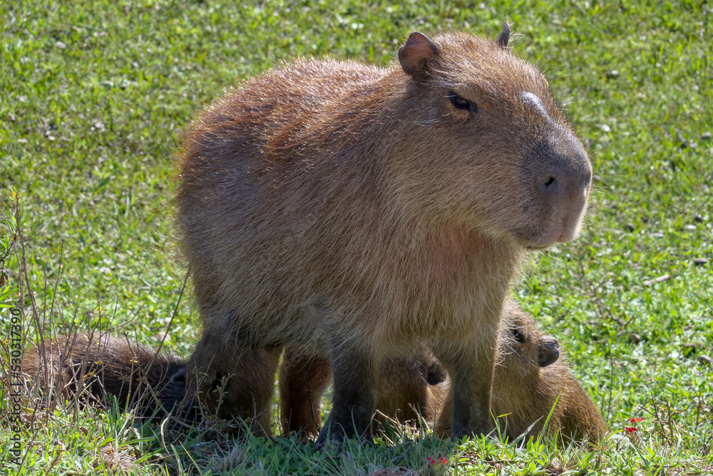 Female capybara - hydrochoerus hydrochaeris - nursing her pups. Location: El Palmar National Park, Argentina Female capybara - hydrochoerus hydrochaeris - nursing her pups. Location: El Palmar National Park, Argentina