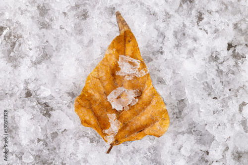 Yellow frozen leaf with pieces of ice over frozen background