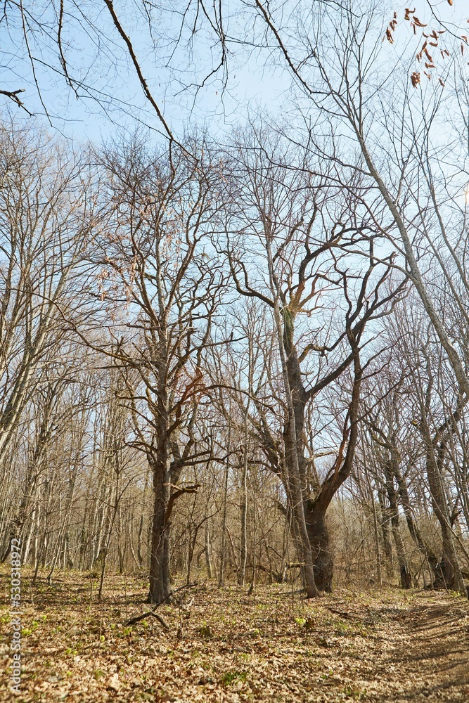 A tree in the forest with yellow autumn leaves A tree in the forest with yellow autumn leaves