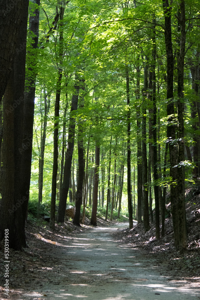 Obraz premium footpath in the woods