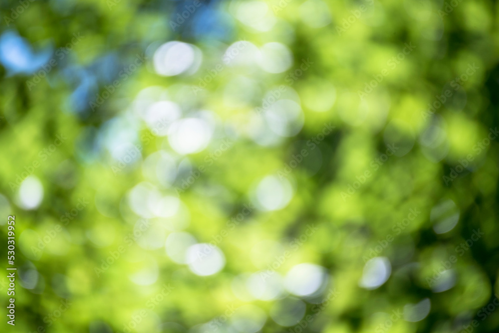 Blur background green park garden nature bright sunny forest. Blurry outdoor park in spring time glowing shinny day template with sunlight bokeh. Abstract blurred background banner copy space. Blur background green park garden nature bright sunny forest. Blurry outdoor park in spring time glowing shinny day template with sunlight bokeh. Abstract blurred background banner copy space.