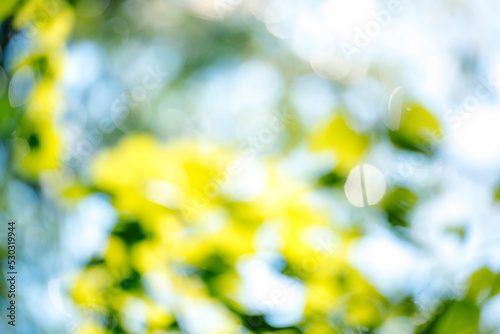 Blur background green park garden nature bright sunny forest. Blurry outdoor park in spring time glowing shinny day template with sunlight bokeh. Abstract blurred background banner copy space. © aFotostock