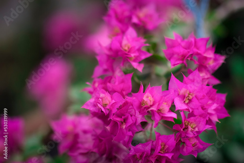 Bougainvillea Colorful natural garden flowers